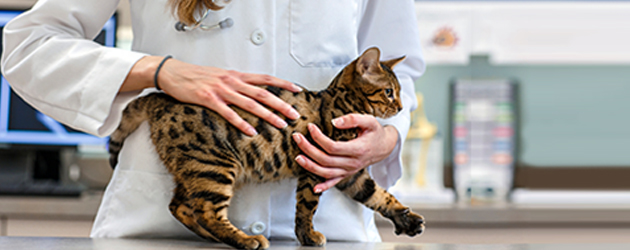 advancing_veterinary_profession