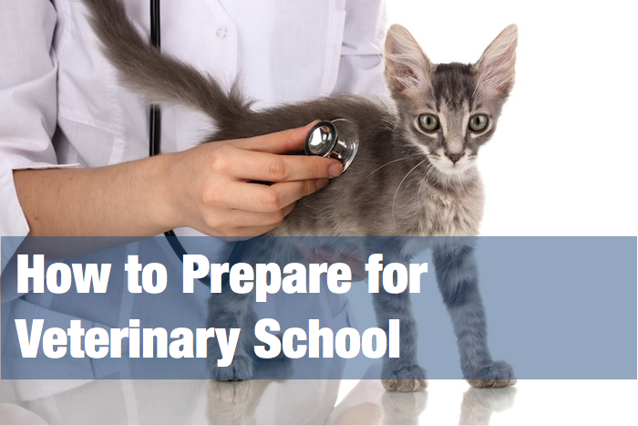 How to prepare for veterinary school