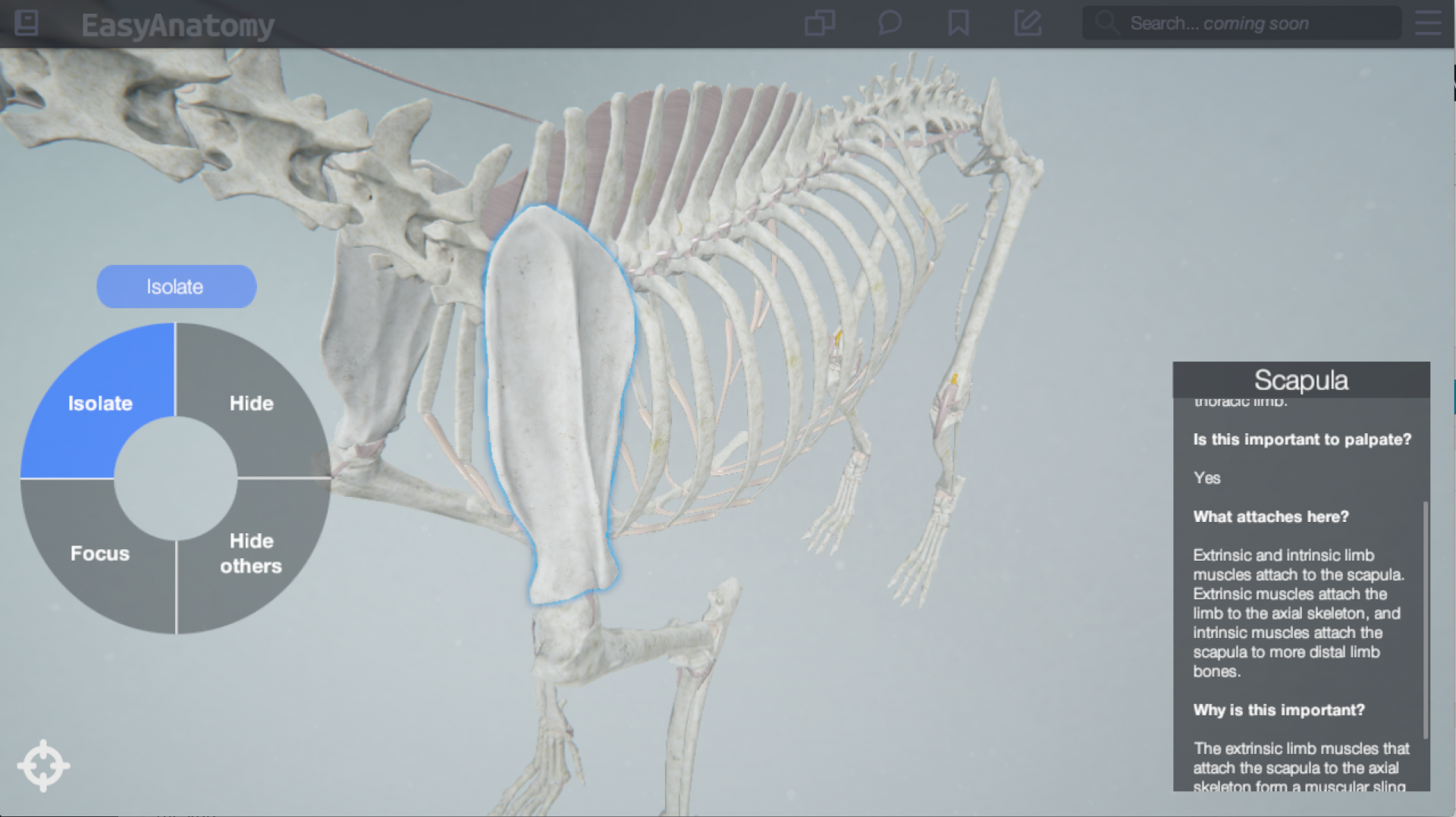 EasyAnatomy written content. 3D Canine Anatomy explanations. 3D Canine Anatomy Study app for veterinary students and veterinary education. EasyAnatomy.