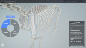 EasyAnatomy.CanineScapula.Importance