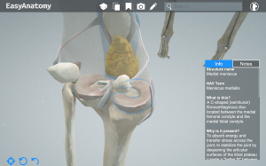 Canine Medial Meniscus EasyAnatomy