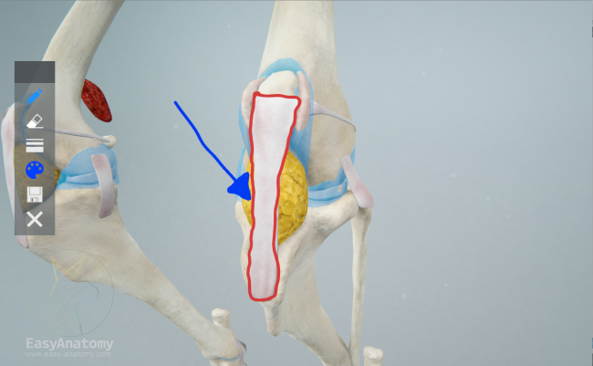Canine Patellar Ligament by EasyAnatomy