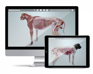 EasyAnatomy 3D Canine Anatomy Study Guide