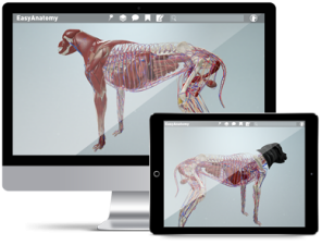 EasyAnatomy | Interactive 3D Canine Anatomy Software