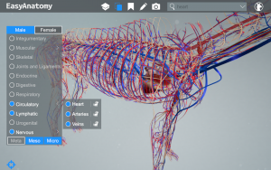 Canine Circulatory System Anatomy