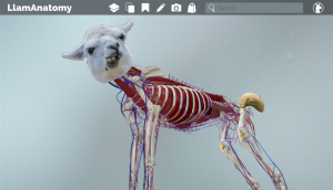 LlamAnatomy 3D Llama Anatomy Software - EasyAnatomy