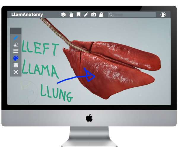 Llama Respiratory System Anatomy