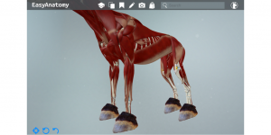 llamanatomy teaser 3D llama anatomy