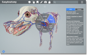 Interactive Canine Anatomy Software