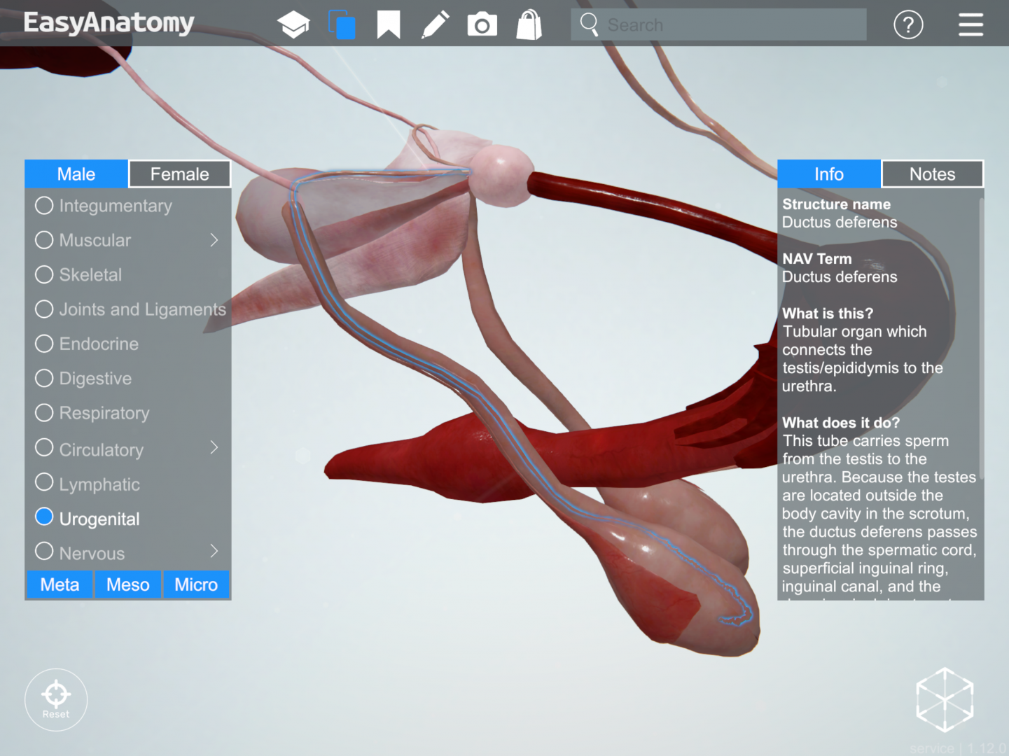 anatomy-of-the-canine-male-urogenital-system-easyanatomy