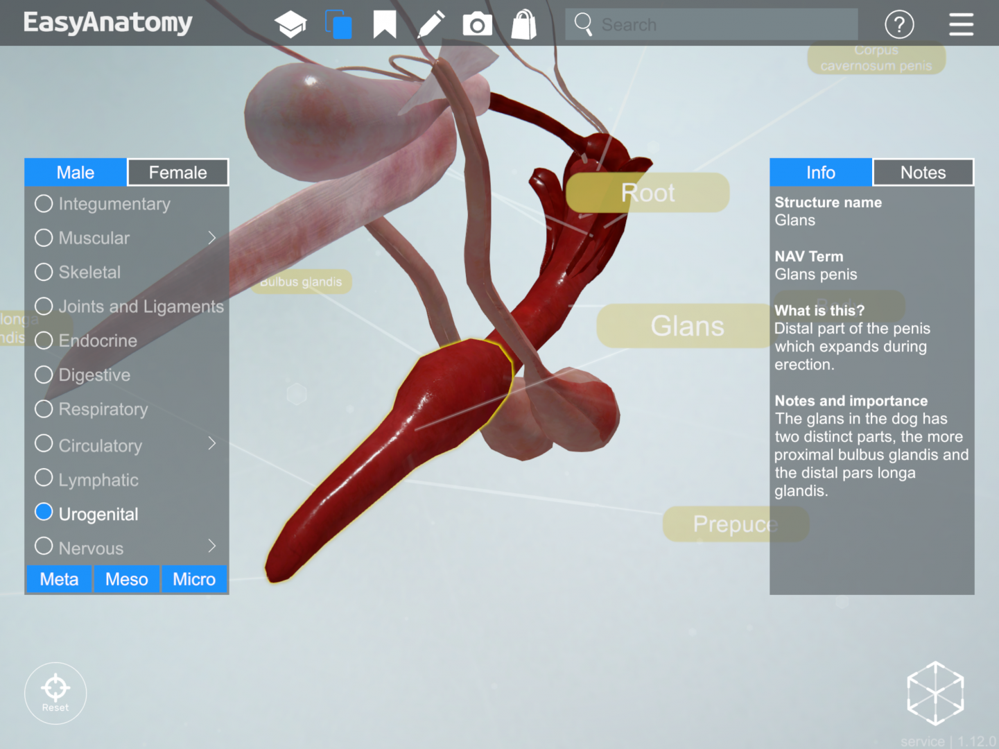 Anatomy of the Canine Male Urogenital System - EasyAnatomy