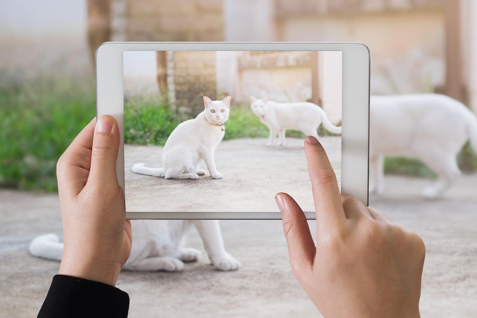 5 Game-Changing Benefits of Interactive 3D Canine Anatomy Apps for Vet Students in 2026