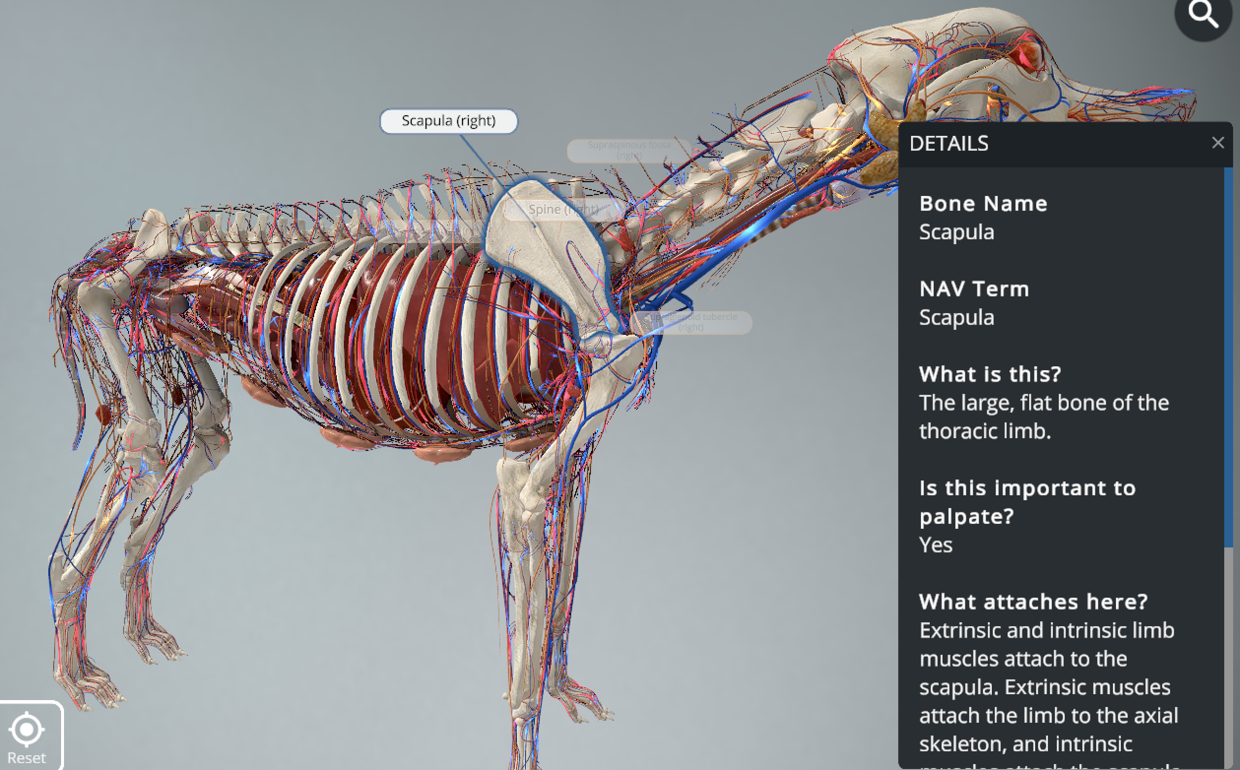 Bringing Canine Anatomy to Life: Why AR Is Essential for Vet Education and Client Communication